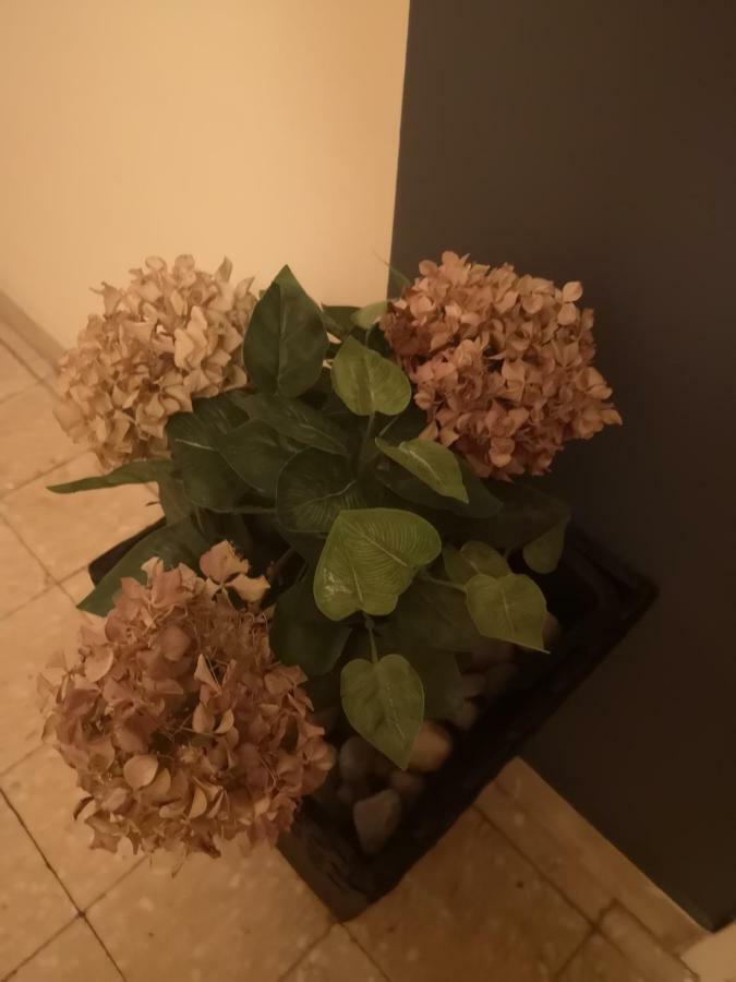 Apartman Mera Apartment Zadar Bagian luar foto